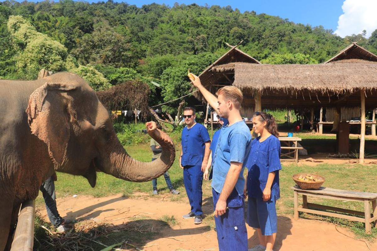 MaeSa Elephant at work tour   (Half day)