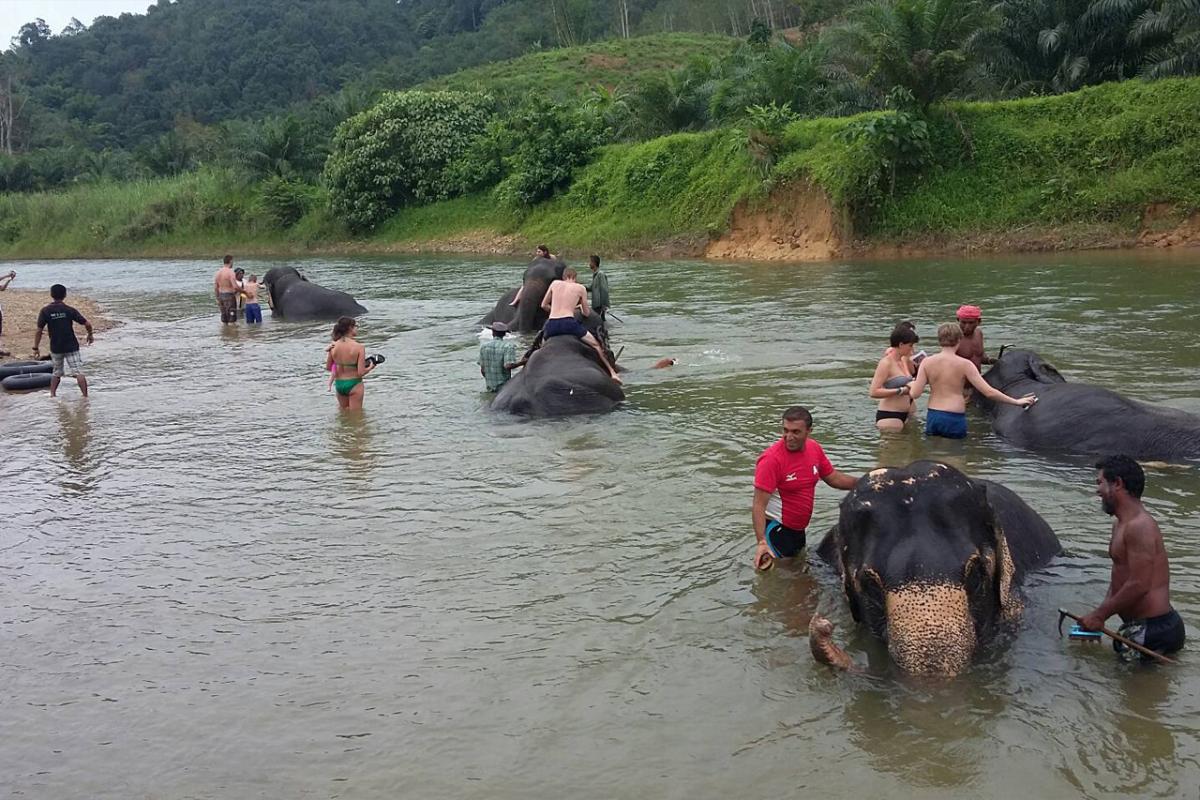khaolak Discovery(Elephant Bathing) 