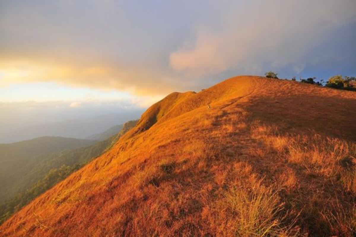 ชมภูเขาสีทอง “ดอยม่อนจอง” ส่องกุหลาบพันปีที่ใหญ่ที่สุดในประเทศไทย เชียงใหม่3วัน 2 คืน
